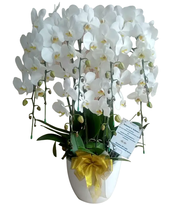 malaya-orchids-in-a-ceramic-vase-8-stem-blooming-perfectly-athaya-florist