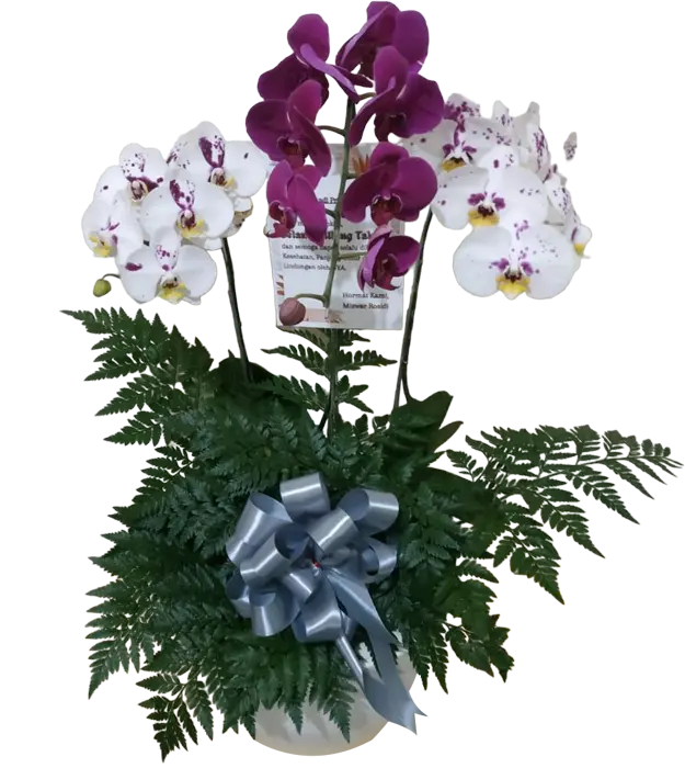mariana-orchids-in-a-ceramic-vase-purple-white-color-athaya-florist