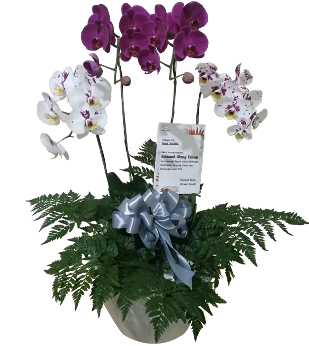 mary-orchids-in-a-ceramic-vase-purple-white-color-athaya-florist