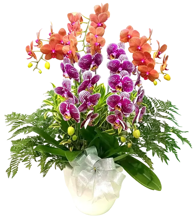 matilda-orchids-in-a-ceramic-vase-5-stem-purple-orange-athaya-florist