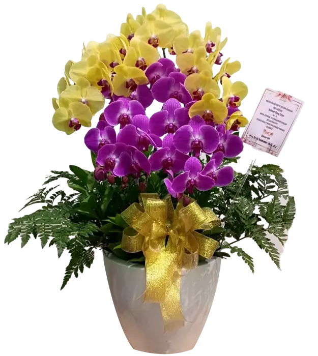 mikayla-orchids-in-a-ceramic-vase-6-stem-yellow-purple-athaya-florist