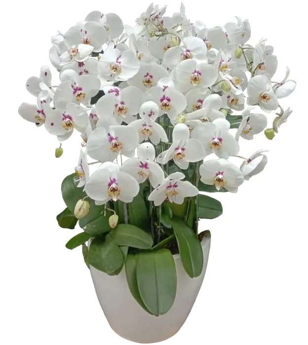 mira-orchids-in-a-ceramic-vase-7-stem-white-athaya-florist