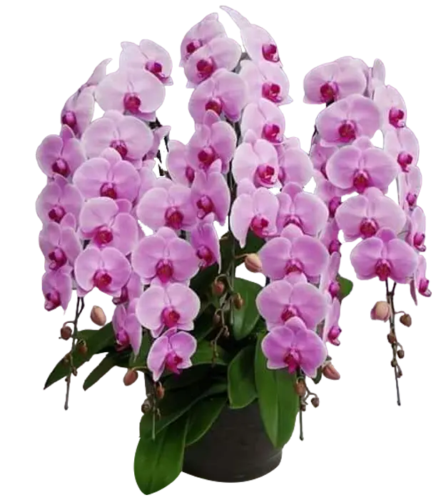 nahla-orchids-in-a-ceramic-vase-5-stem-soft-purple-athaya-florist