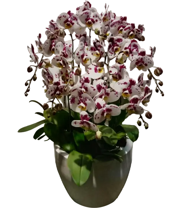 naima-orchids-in-a-ceramic-vase-10-stem-athaya-florist