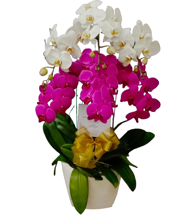 nami-orchids-in-a-ceramic-vase-6-stem-athaya-florist