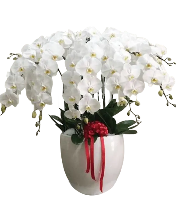 naria-orchids-in-a-ceramic-vase-white-8-stem-athaya-florist