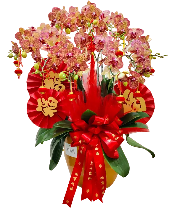 nashla-chinese-lunar-new-year-orchids-in-a-ceramic-vase-10-stem-athaya-florist