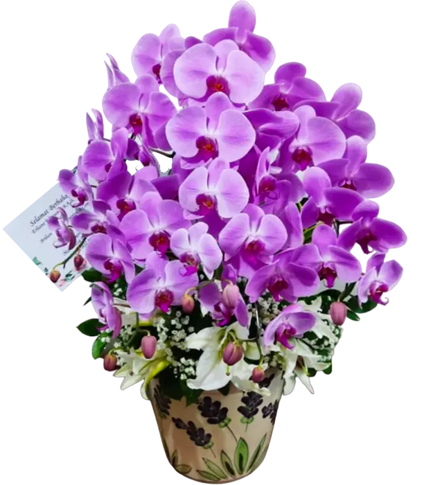 navie-orchids-in-a-ceramic-vase-6-baby-breath-purple-athaya-florist