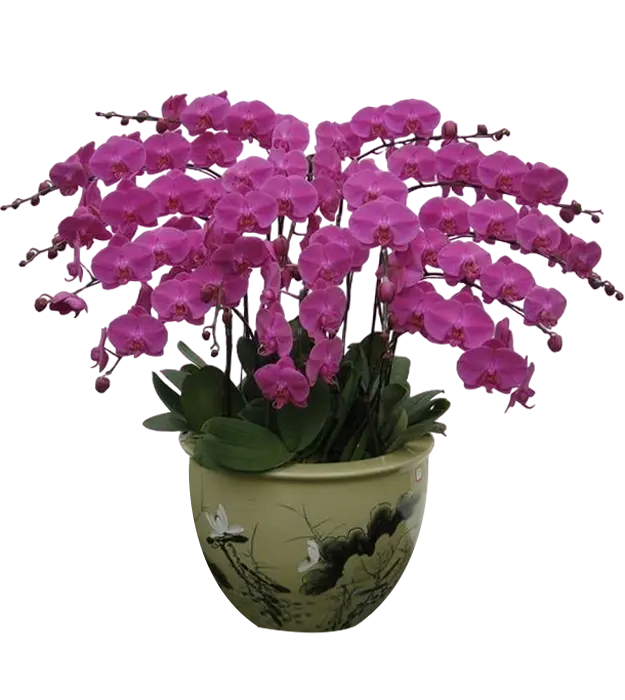 nayla-orchids-in-a-ceramic-vase-15-stem-purple-athaya-florist
