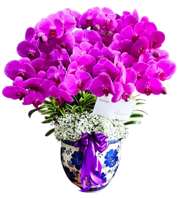 nila-orchids-in-a-ceramic-vase-7-stem-baby-breath-athaya-florist