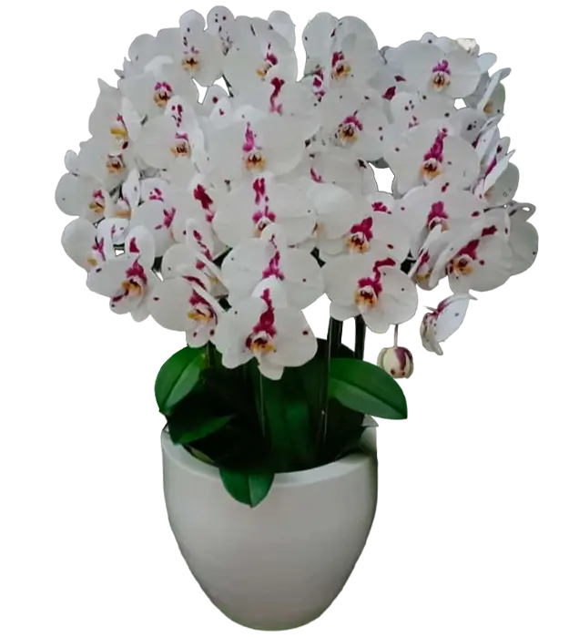 nuri-orchids-in-a-ceramic-vase-10-white-athaya-florist