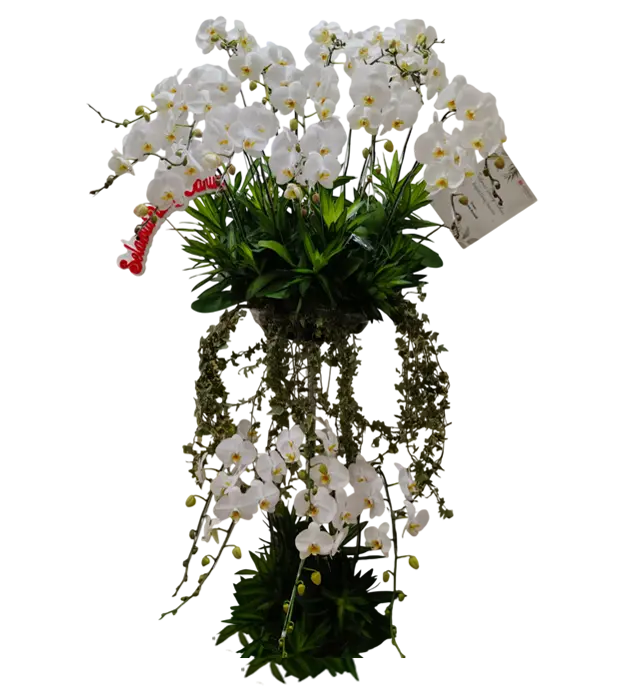 serephina-congratulation-standing-flower-bouquet-20-orchid-athaya-florist