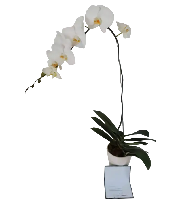wagiswari-orchids-in-a-ceramic-vase-1-stem-athaya-florist