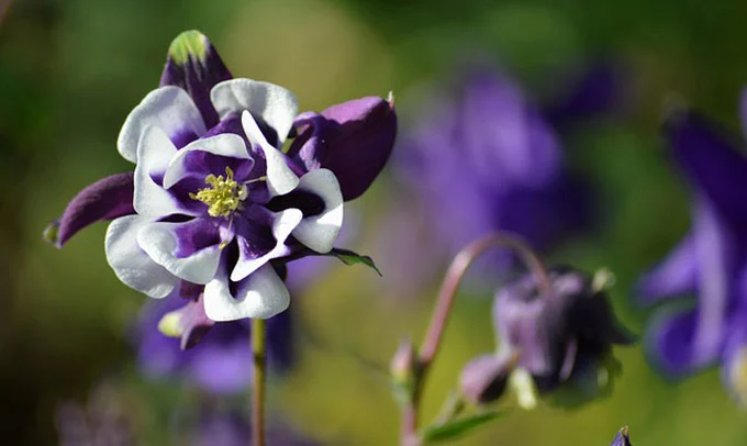 Columbine-Flower
