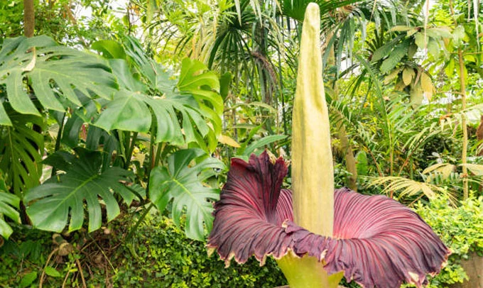 Corpse Flower