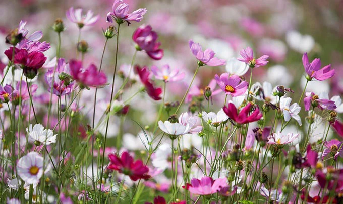 Cosmos-Flower