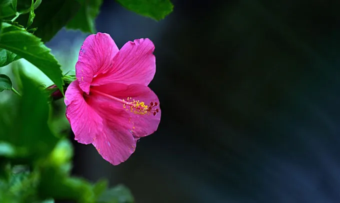 Hibiscus-Flower