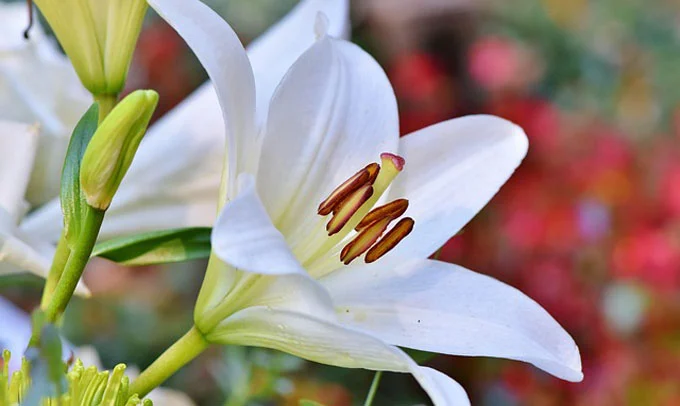 Lily-Flower