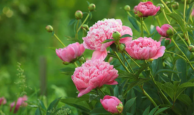 Peony-Flower