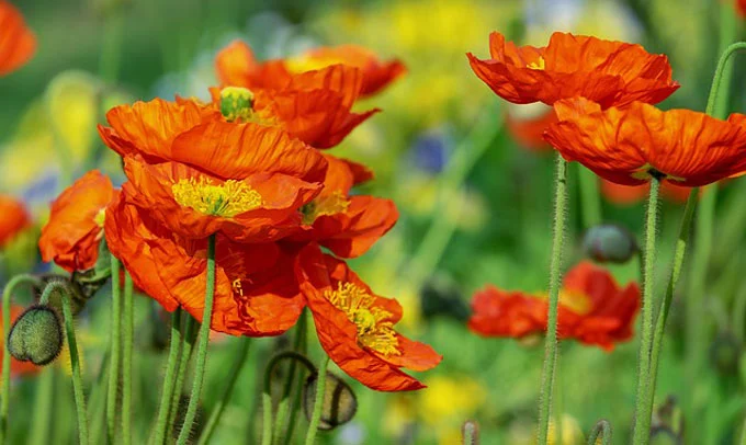 Poppy FLower