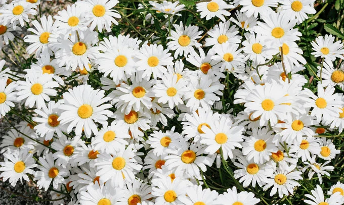 daisy flower
