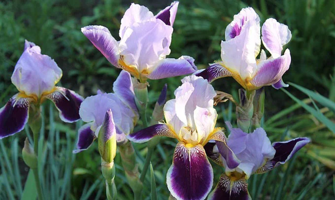 iris-flower