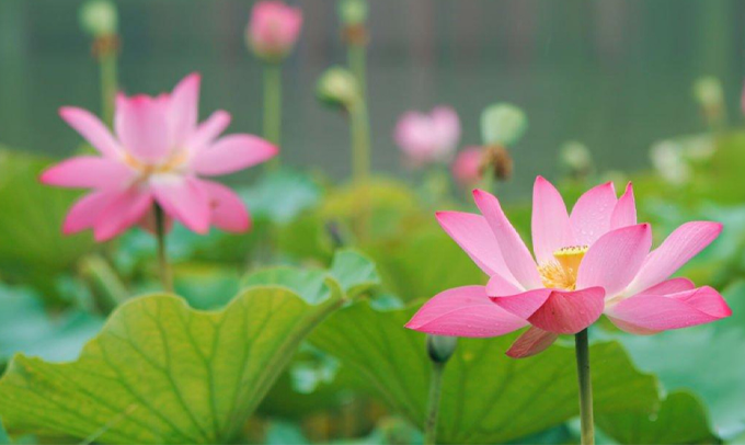 lotus-flower