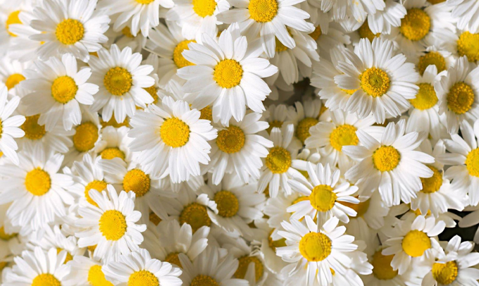 aster-flower