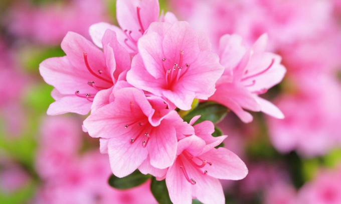 azalea-flower