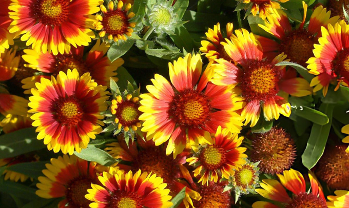 blanket-flower