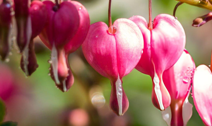 bleeding-heart-flower