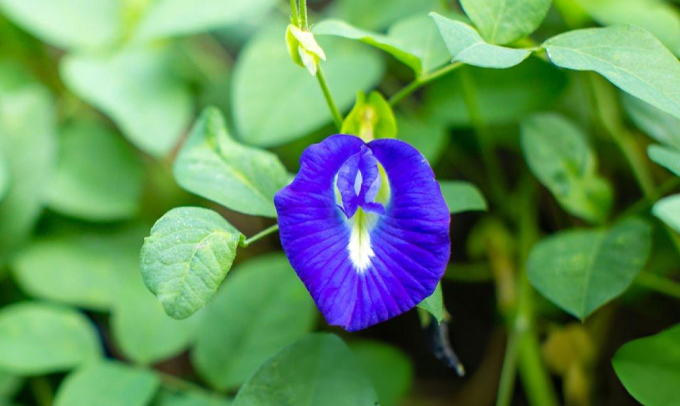 butterfly-pea-flower