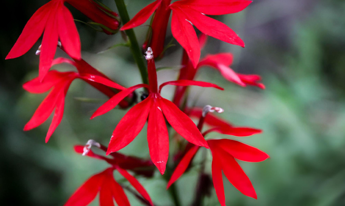 cardinal-flower