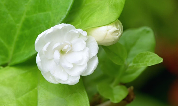 jasmine-flower