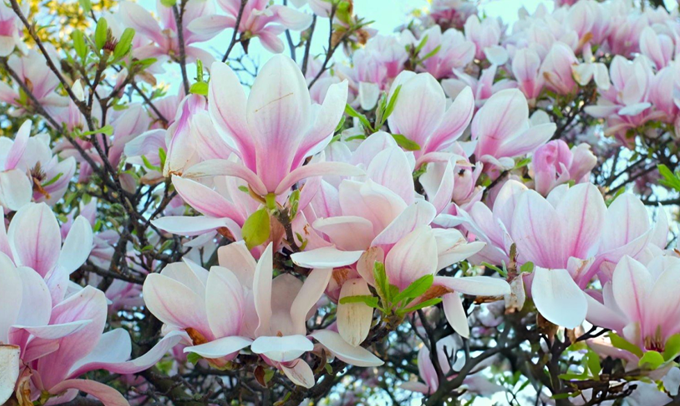 magnolia-flower
