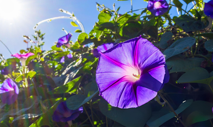 morning-glory-flower