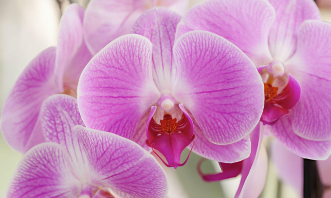 orchid-flower