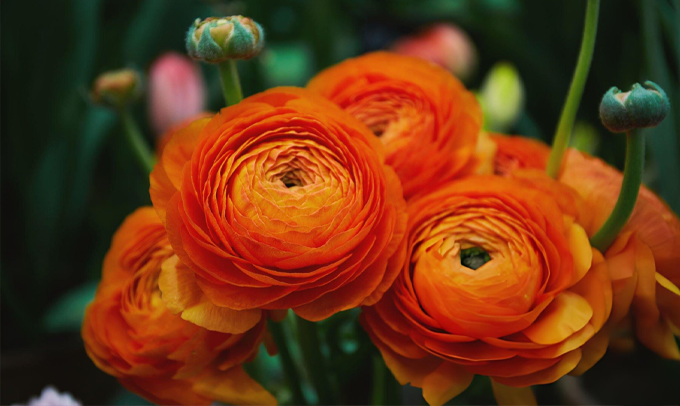 ranunculus-flower