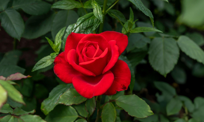 rose-flower