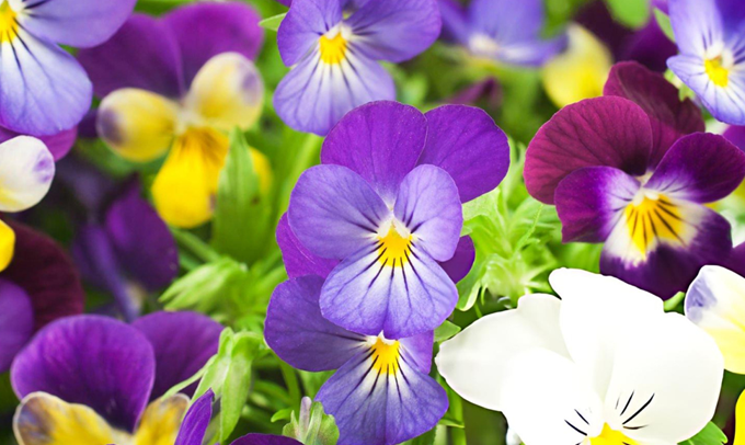 violet-flower