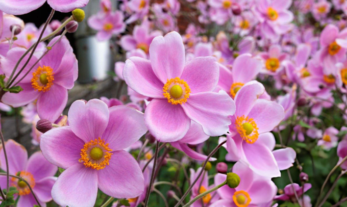 anemone-flower