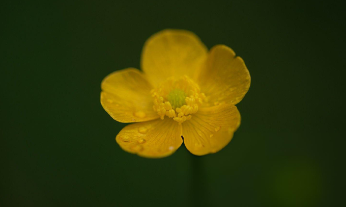 buttercup-flower