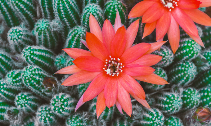 cactus is squishy Squishy Cactaii