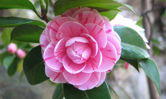 camellia-flower