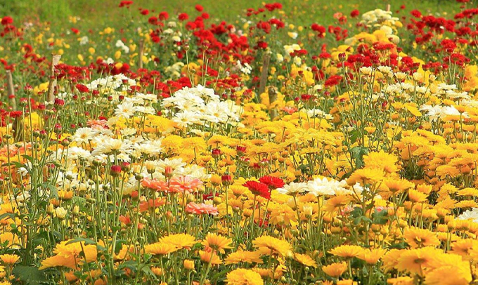 carnation-flower