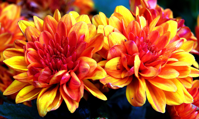 chrysantemum-flowers