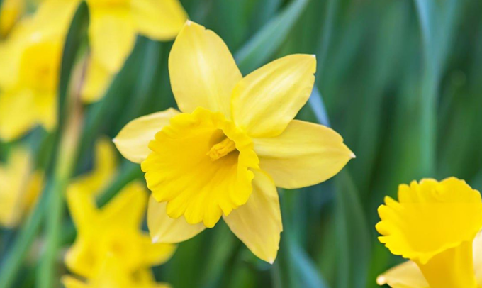 daffodil-flower