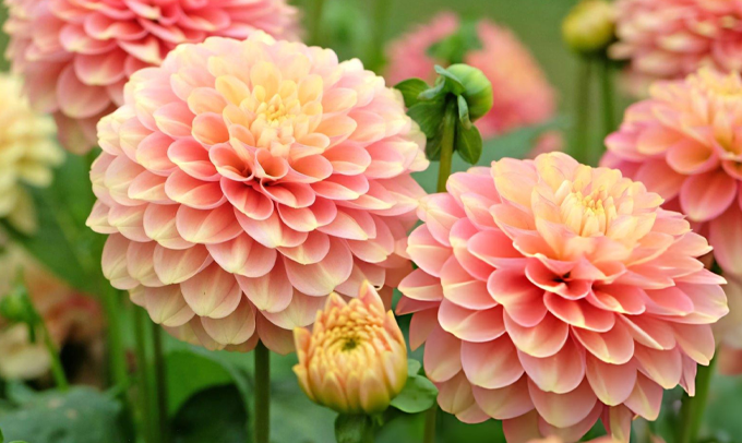 dahlia-flower
