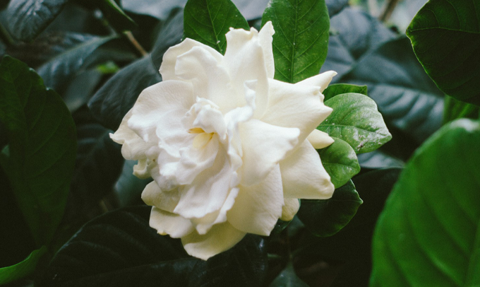 gardenia-flower
