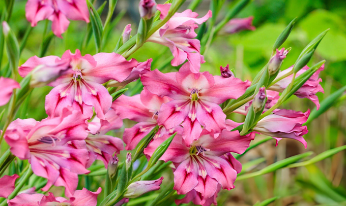gladiolus-flower